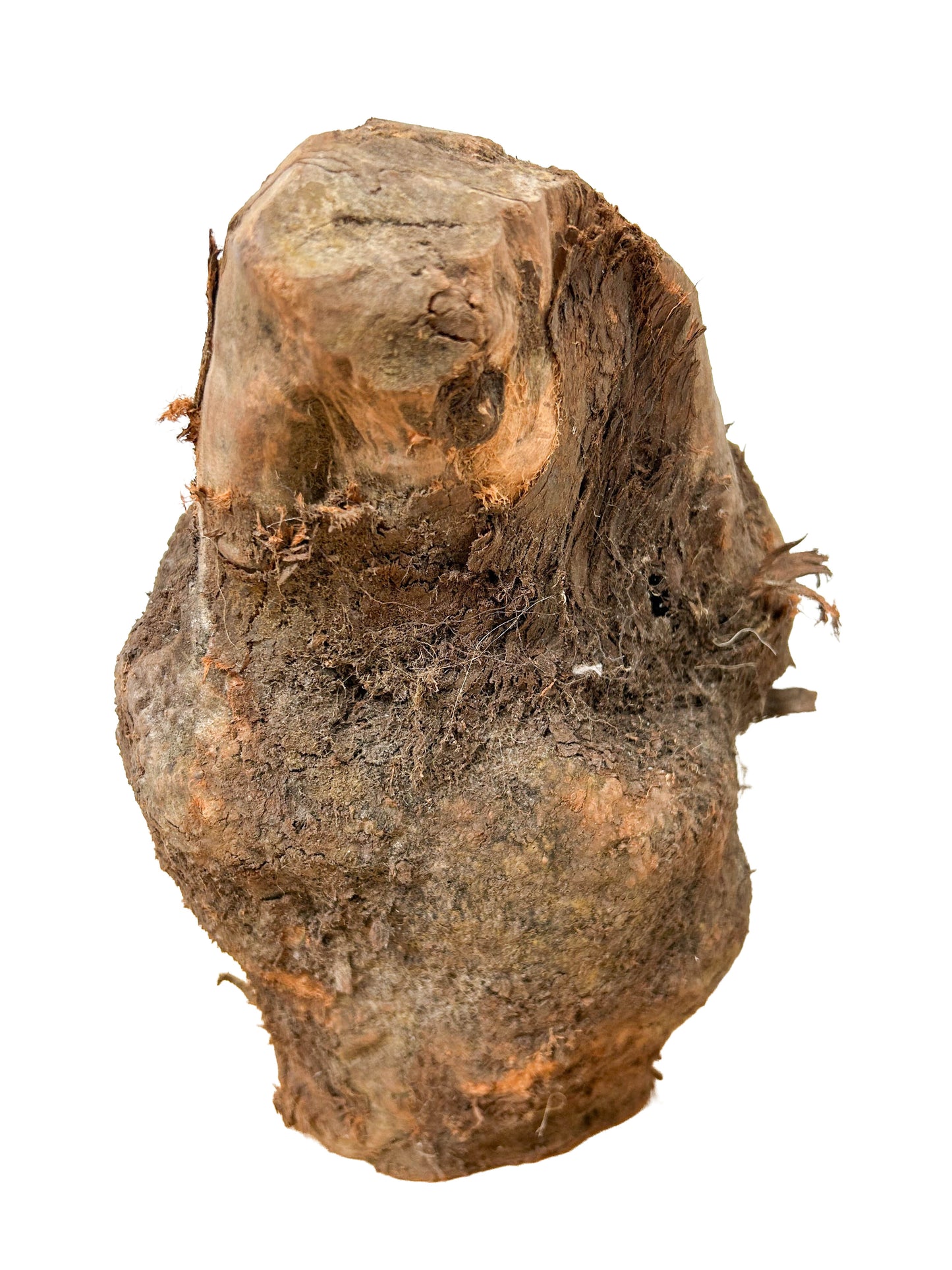 Briar, European Pipe-making Burl XL - 8" x 7.5" x 13" WE1126