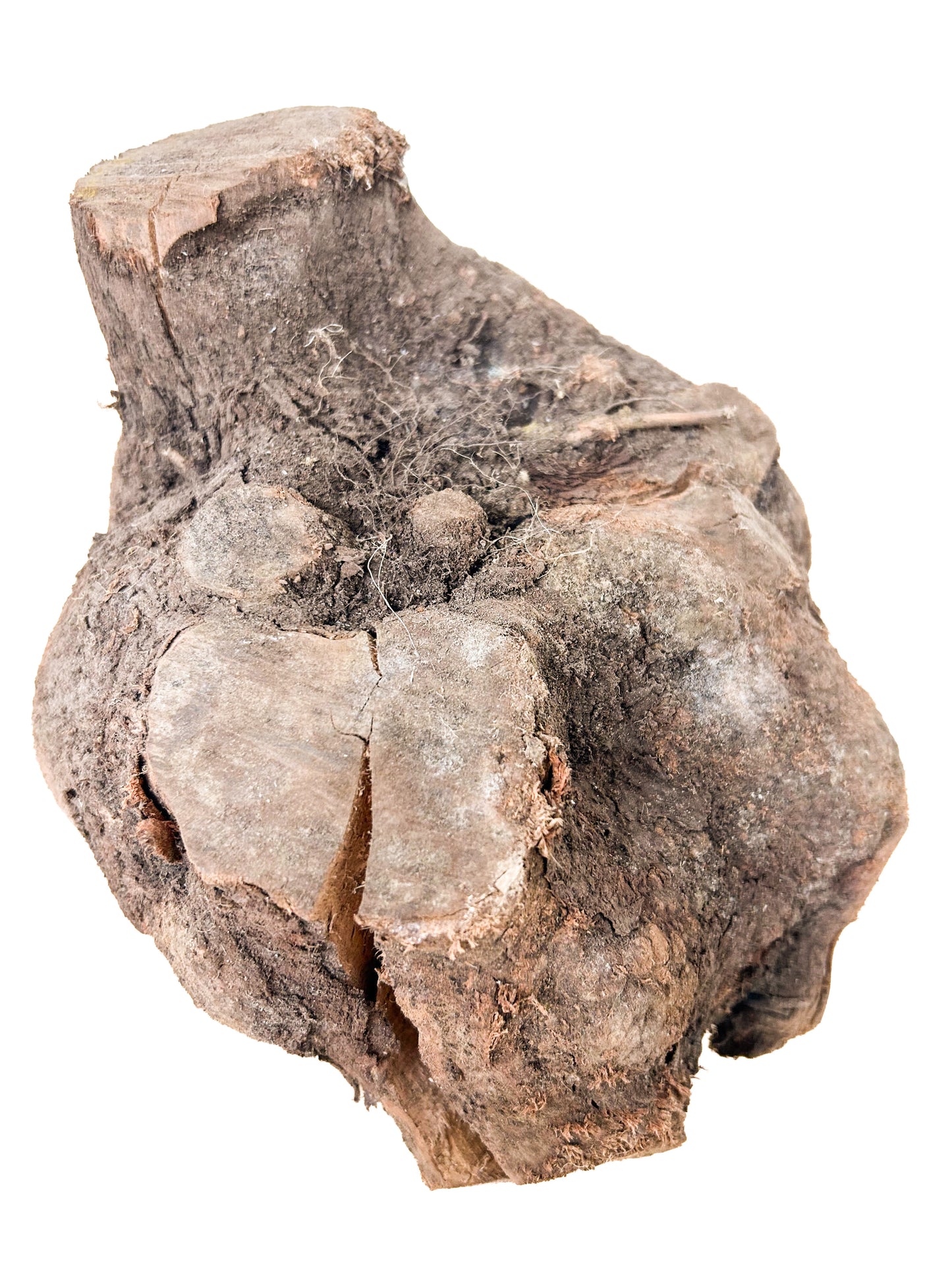 Briar, European Pipe-making Burl - 8" x 7.5" x 7" WE1139