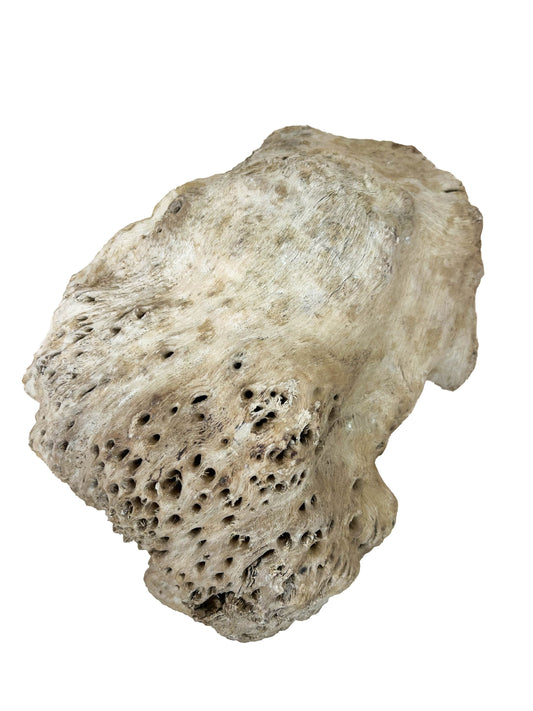 Australian Yellow Box Burl Cap/Bowl Blank - 12" x 9" x 4.25" WE1156