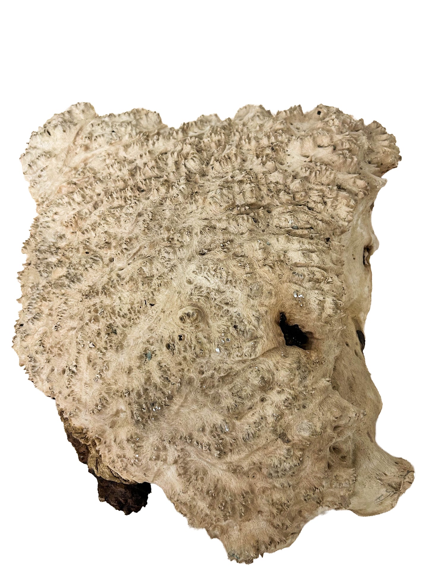 Australian Red Mallee Burl Cap/Bowl Blank - 14" x 10" x 3.25" WE1207