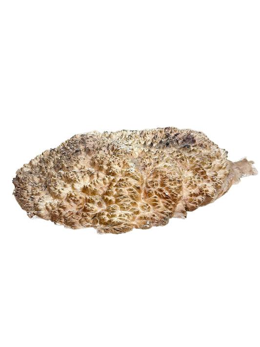 Western Australian Red Fruited Mallee Burl Cap/Bowl Blank - 15.5" x 11.5" x 3" WE1236