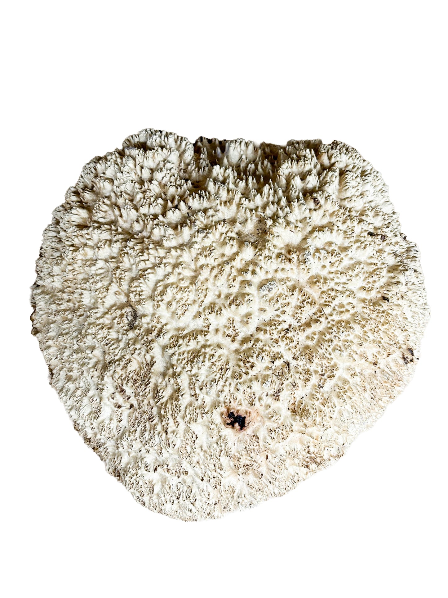 Western Australian Vasticola Burl Cap/Bowl Blank - 11.5" x 11" x 4.5" WE1238