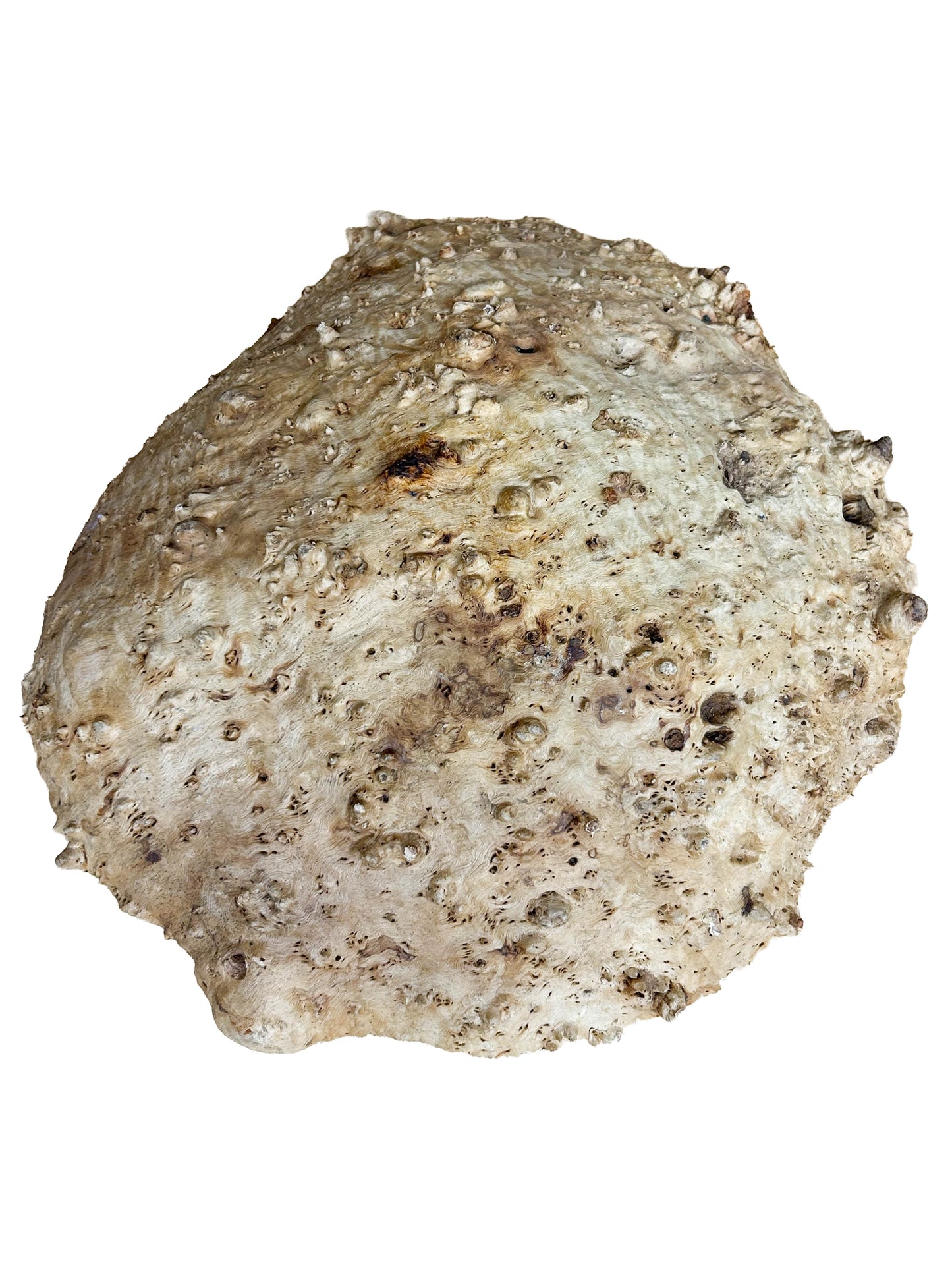 Western Australian Redwood Burl Cap/Bowl Blank - 15" x 15" x 4" WE1241