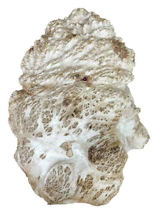 Western Australian York Gum Burl Cap/Bowl Blank - 14" x 10.5" x 4" WE1242