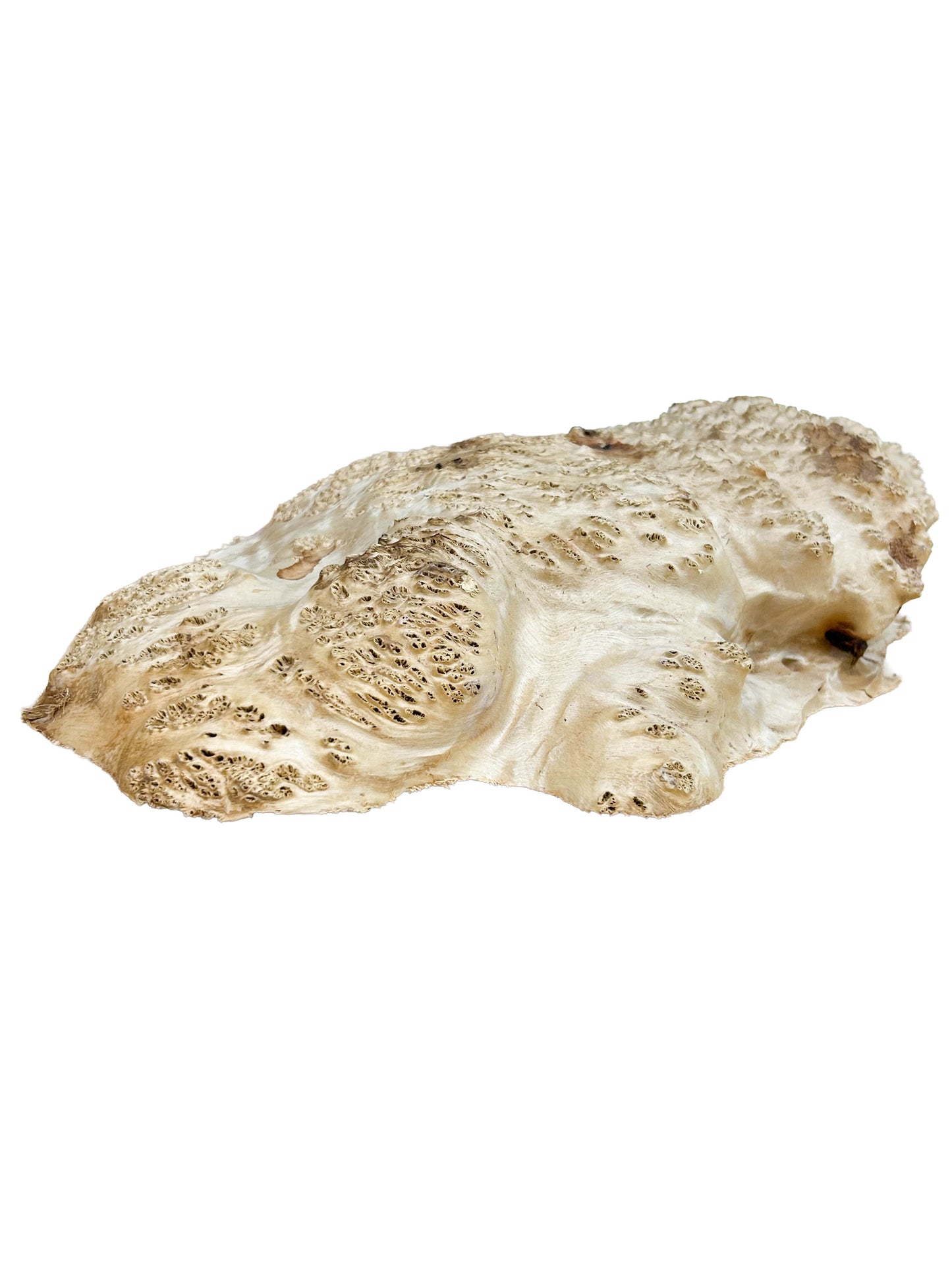 Western Australian York Gum Burl Cap/Bowl Blank - 14" x 10.5" x 4" WE1242
