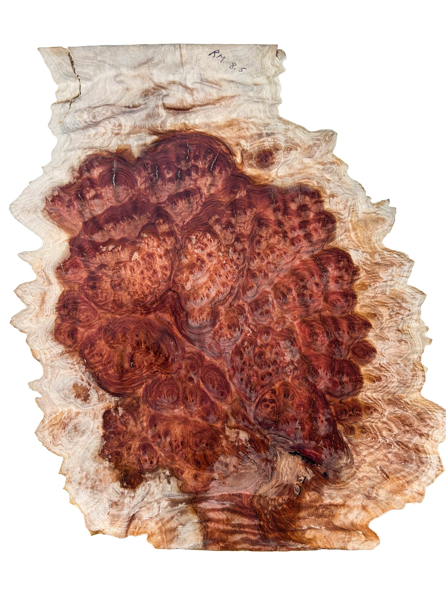 Western Australian Red Morrell Burl Slice - 14.5" x 11.5" x 5/8" WE1355