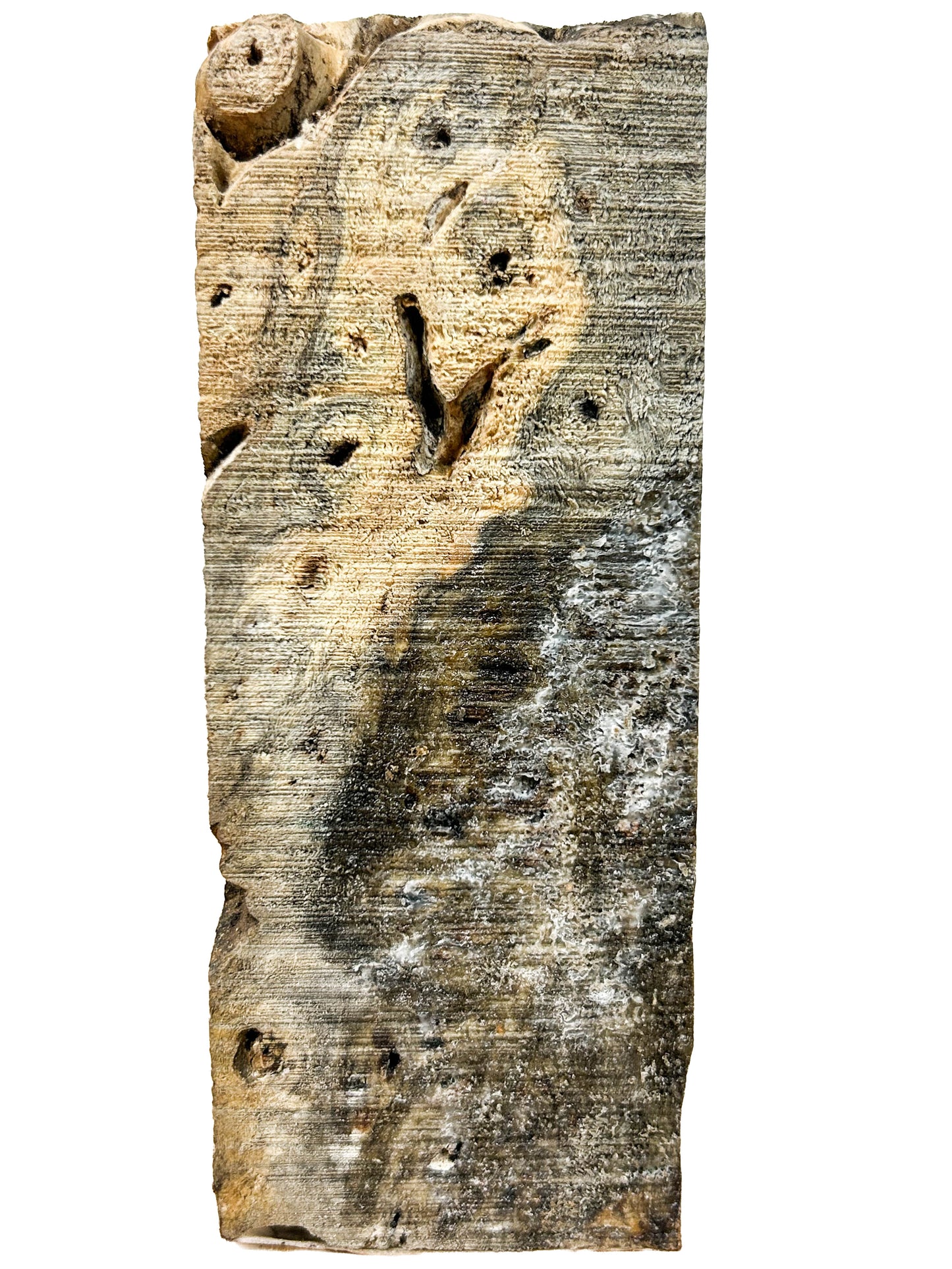 Buckeye Burl, American Stabilized - 6" x 2.25" x 15/16" WE1489