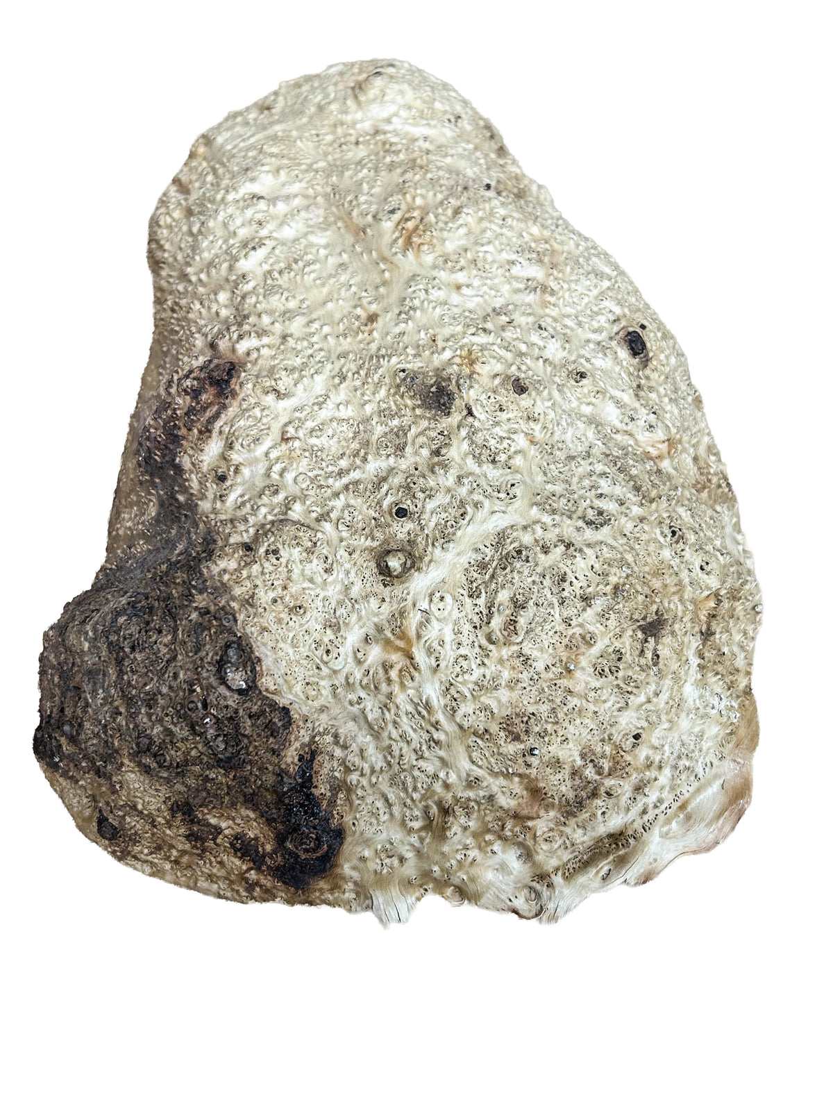 Australian Yellow Box Burl Cap - 12" x 7.5" x 2.5" WE1612
