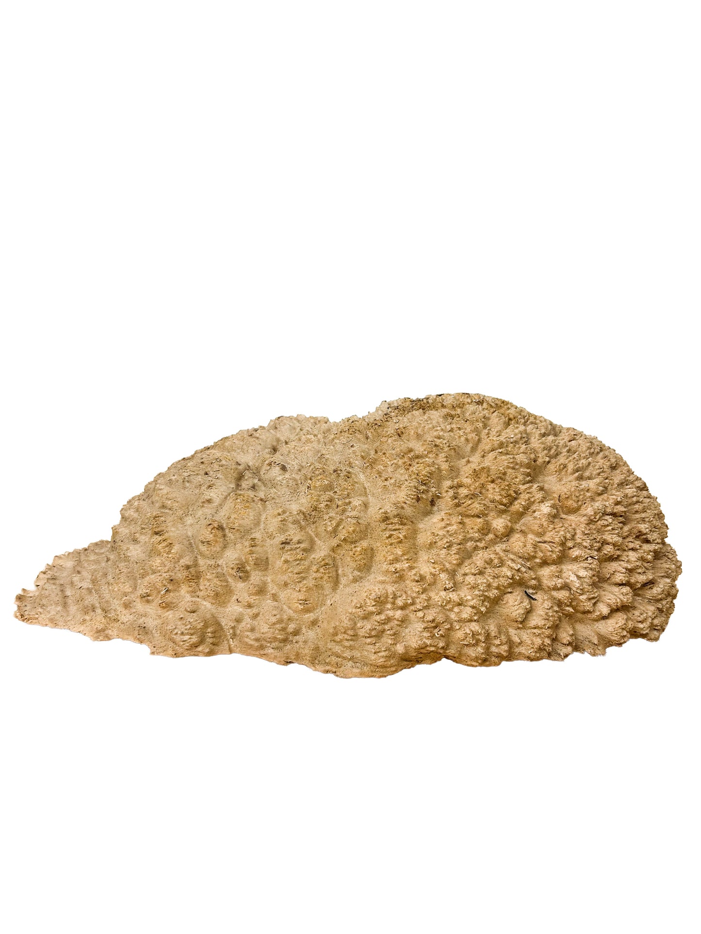 Australian Red Mallee Burl Cap/Bowl Blank - 14" x 10" x 4.5" WE605