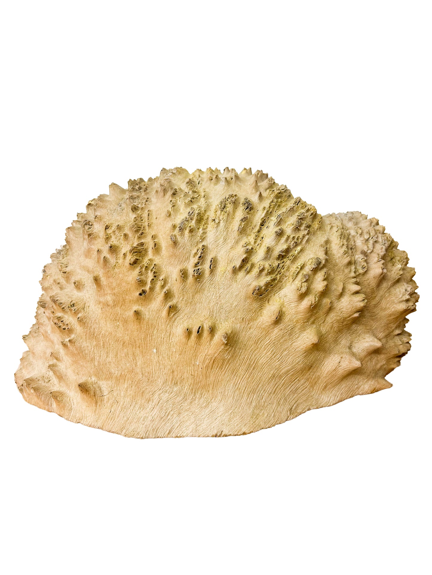 Australian Yellow Box Burl Cap/Bowl Blank - 15" x 8" x 5.5" WE606
