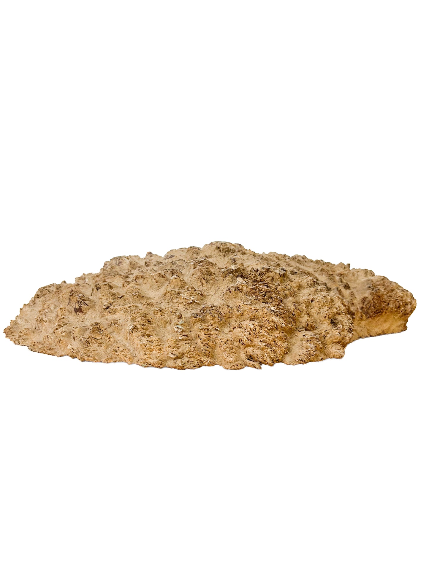 Australian Yellow Box Burl Cap/Bowl Blank - 16" x 12" x 3.25" WE607
