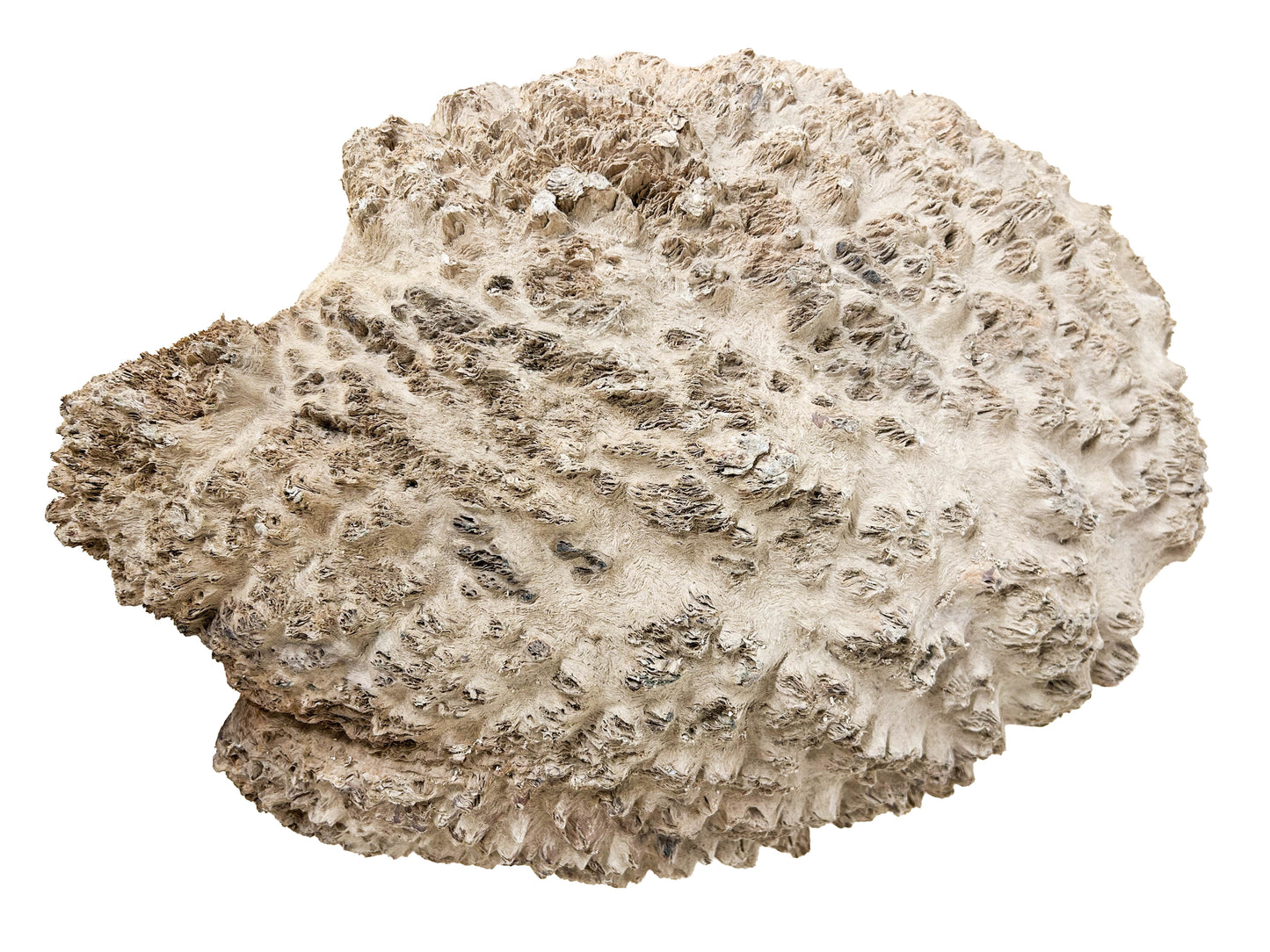 Australian Yellow Box Burl Cap/Bowl Blank - 16" x 12" x 3.25" WE607