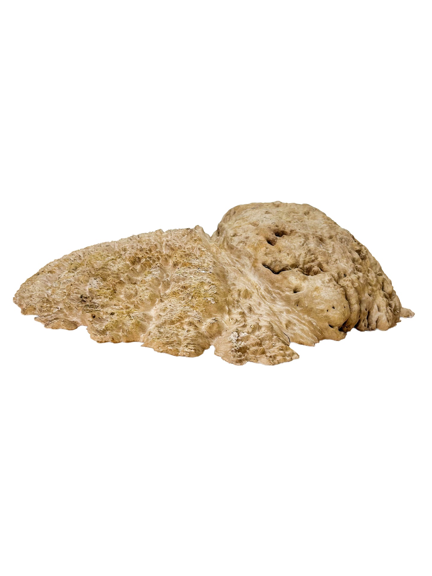 Australian Coolibah Burl Cap/Bowl Blank - 17" x 11" x 4" WE608