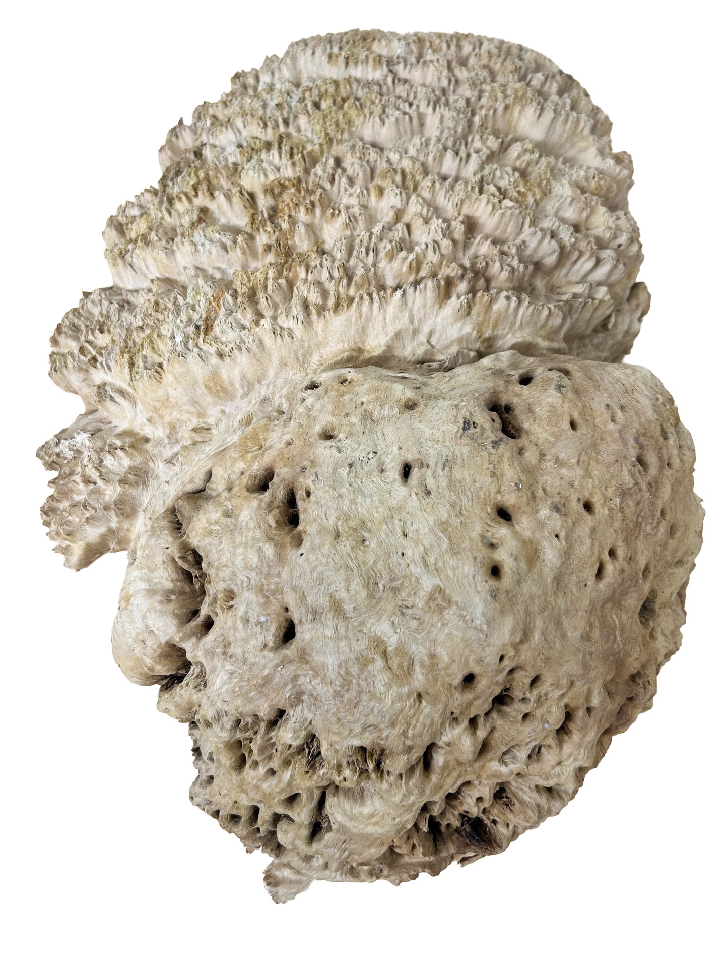 Australian Coolibah Burl Cap/Bowl Blank - 17" x 11" x 4" WE608