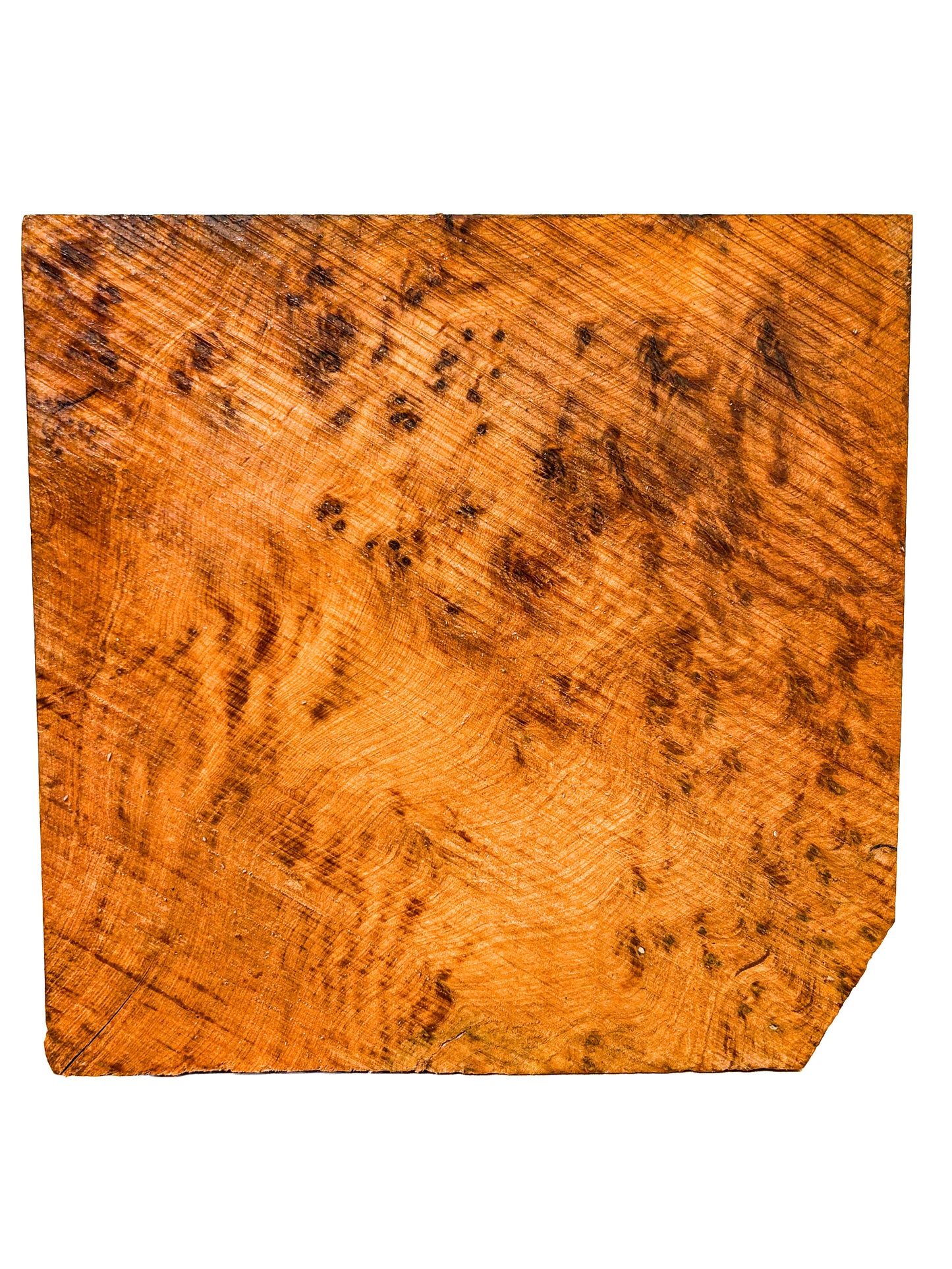 Thuya, Moroccan Burl Bowl Blank - 9.75" x 9.75" x 2-1/8" - WE682