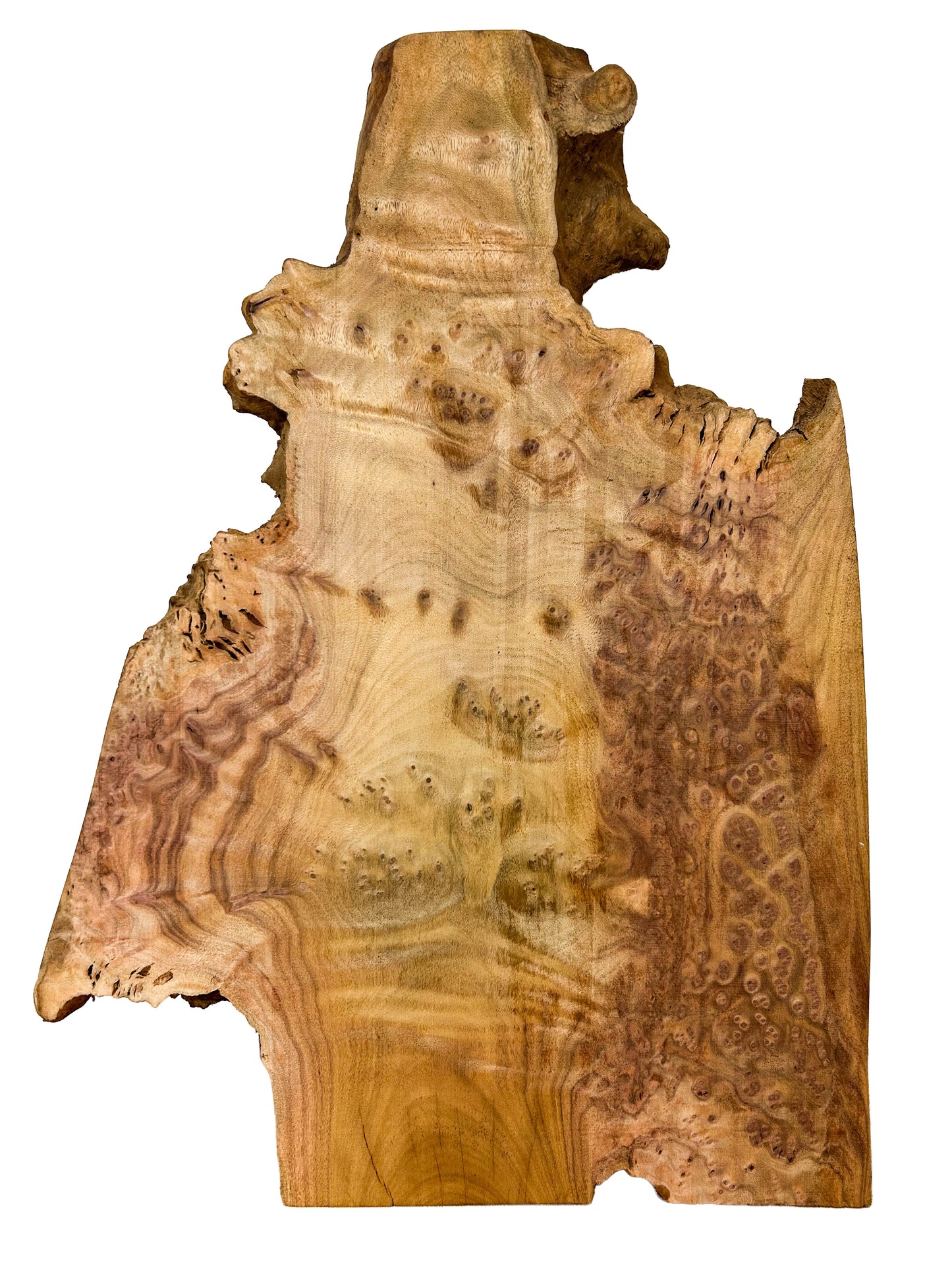 Camphor Burl Platter/Slice - 24" x 16" x 1.25"  WE840