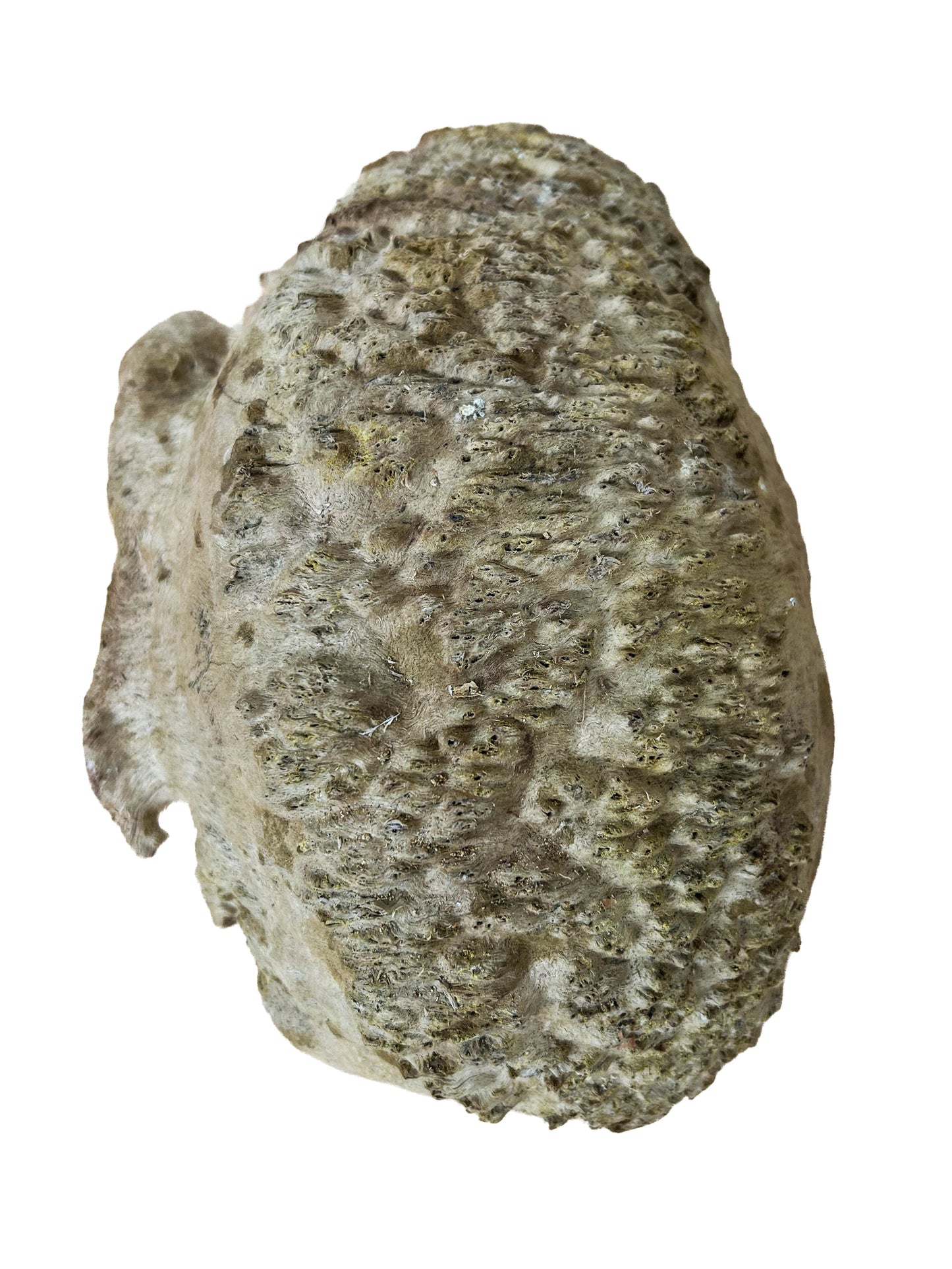 Australian Coolibah Burl Cap/Bowl Blank - 10" x 7" x 2-7/8" WE1036