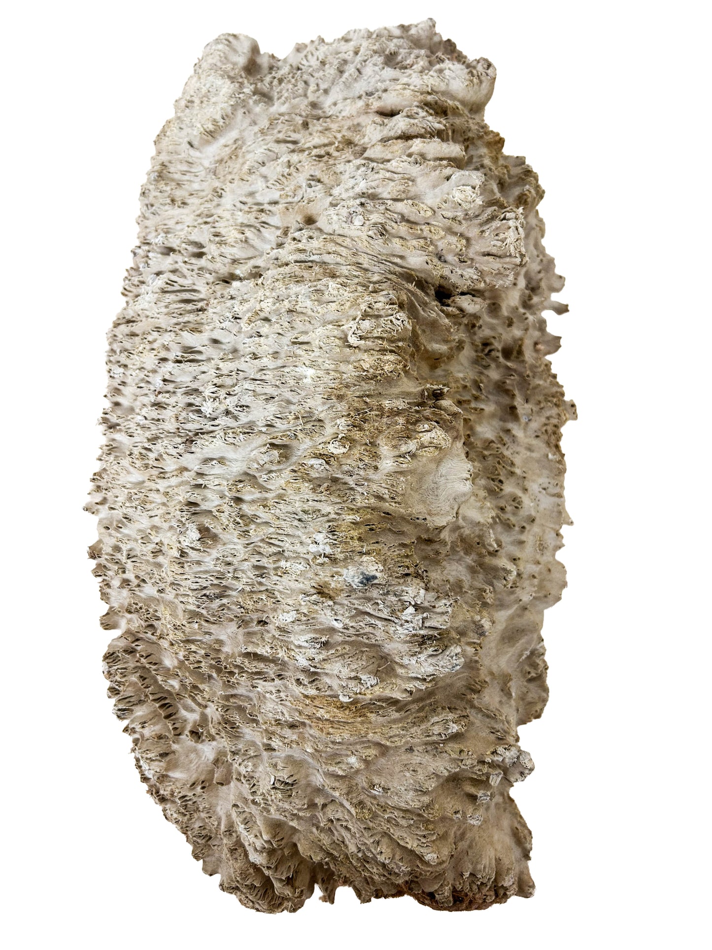 Australian Coolibah Burl Cap/Bowl Blank - 14" x 7.5" x 3" WE1040