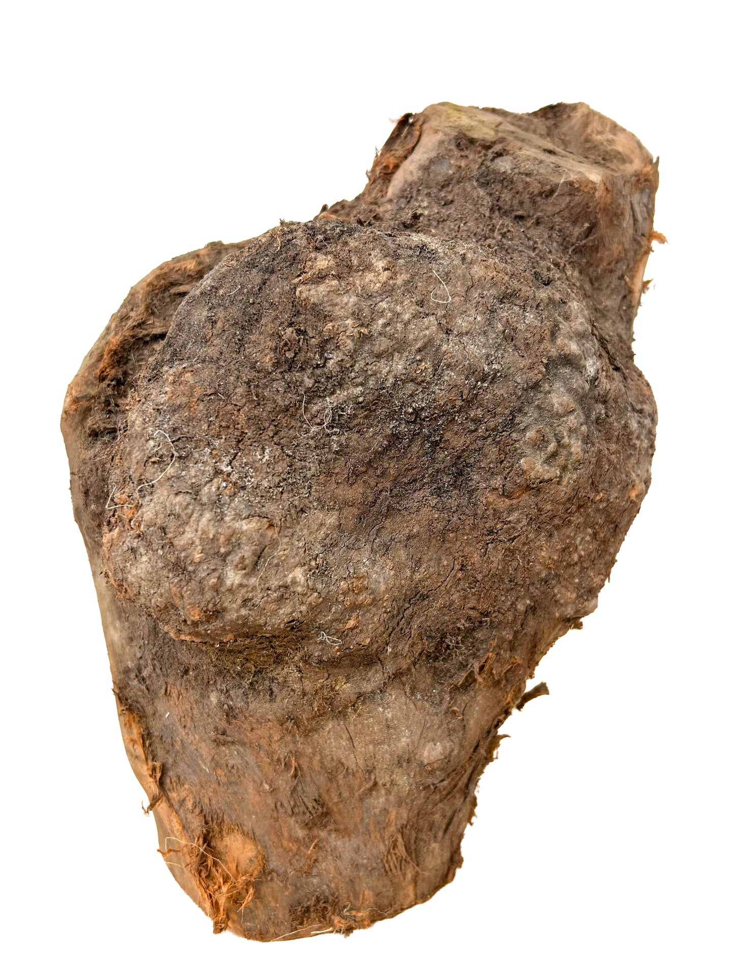 Briar, European Pipe-making Burl XL - 8" x 7.5" x 13" WE1126