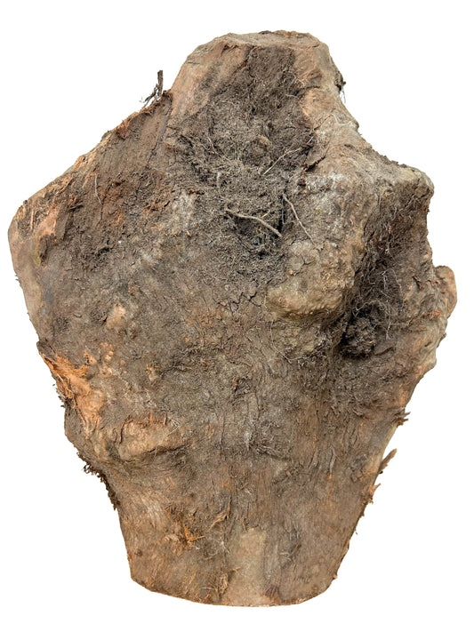 Briar, European Pipe-making Burl XL - 14.5" x 12" x 10" WE1127