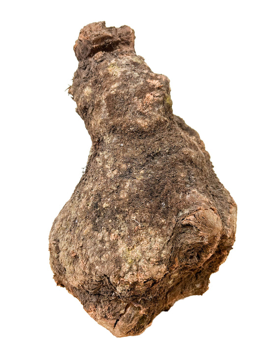 Briar, European Pipe-making Burl - 10" x 6" x 6" WE1136