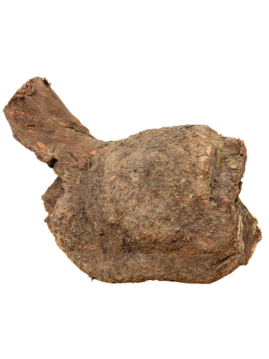 Briar, European Pipe-making Burl - 10" x 6" x 6" WE1137