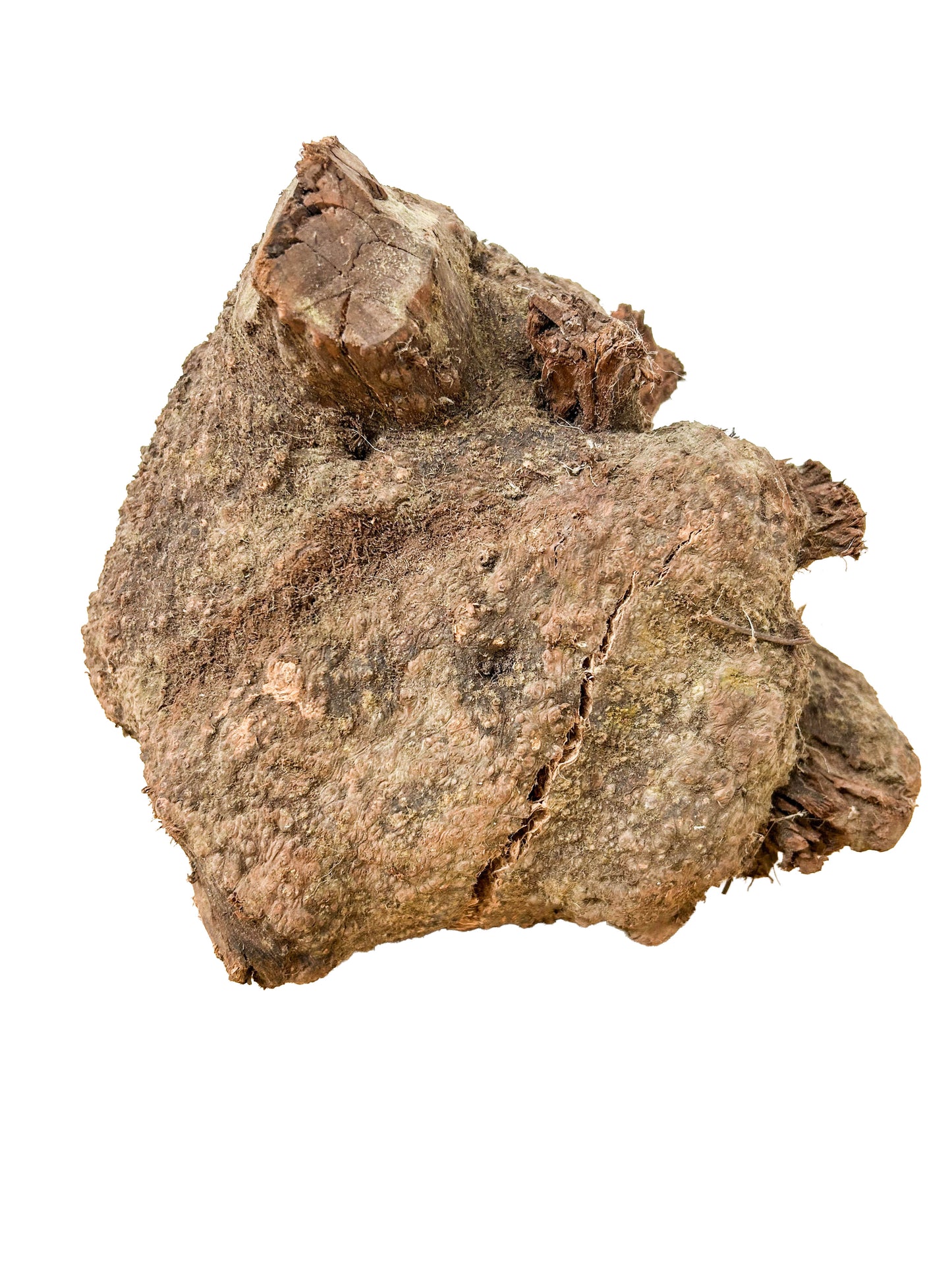 Briar, European Pipe-making Burl - 8" x 7.5" x 6.5" WE1138