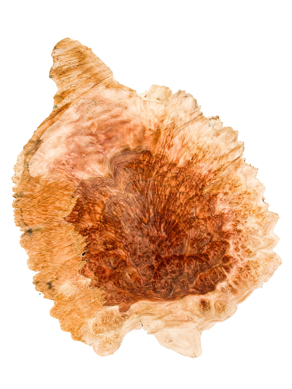 Australian Red Mallee Burl Cap/Bowl Blank - 12" x 10" x 4" WE1157