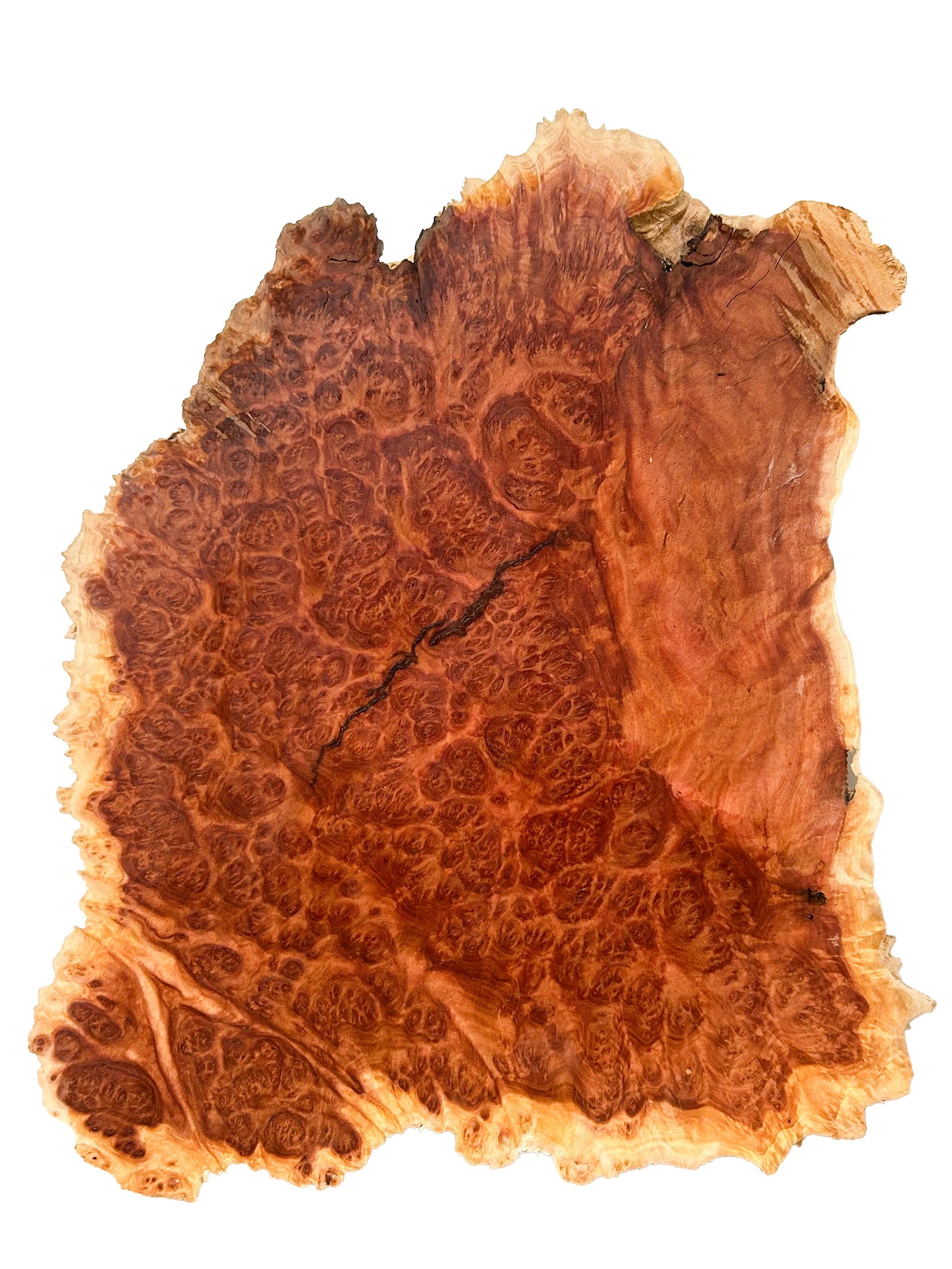 Australian Red Mallee Burl Cap/Bowl Blank - 14" x 10" x 3.25" WE1207