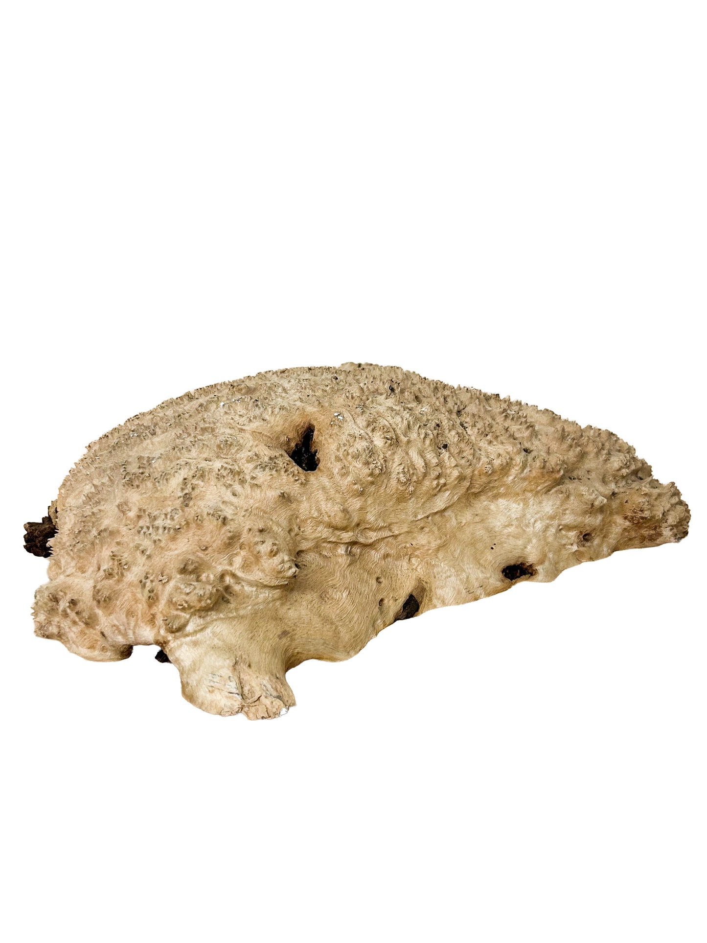 Australian Red Mallee Burl Cap/Bowl Blank - 14" x 10" x 3.25" WE1207