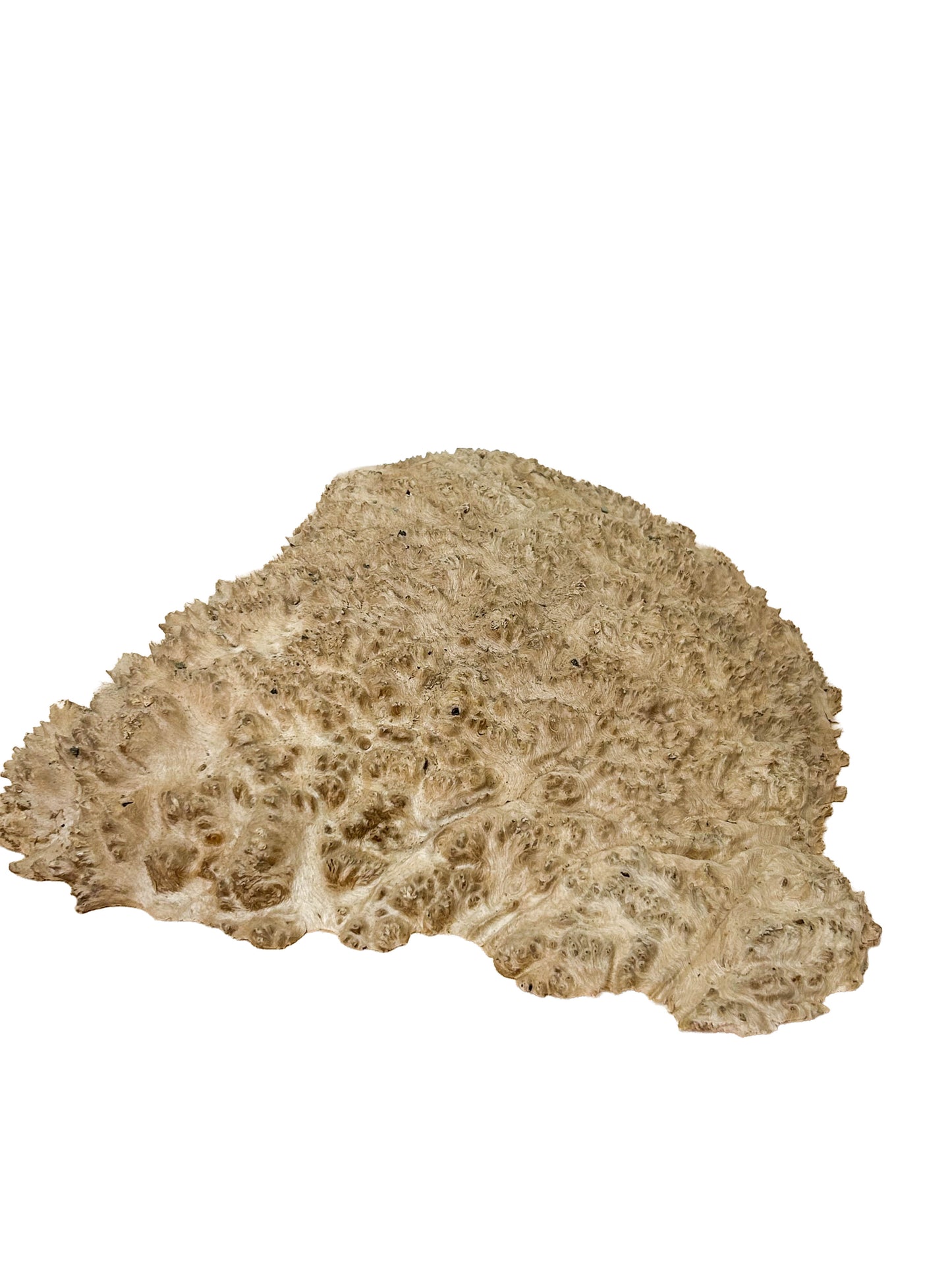 Australian Red Mallee Burl Cap/Bowl Blank - 14" x 10" x 3.25" WE1207