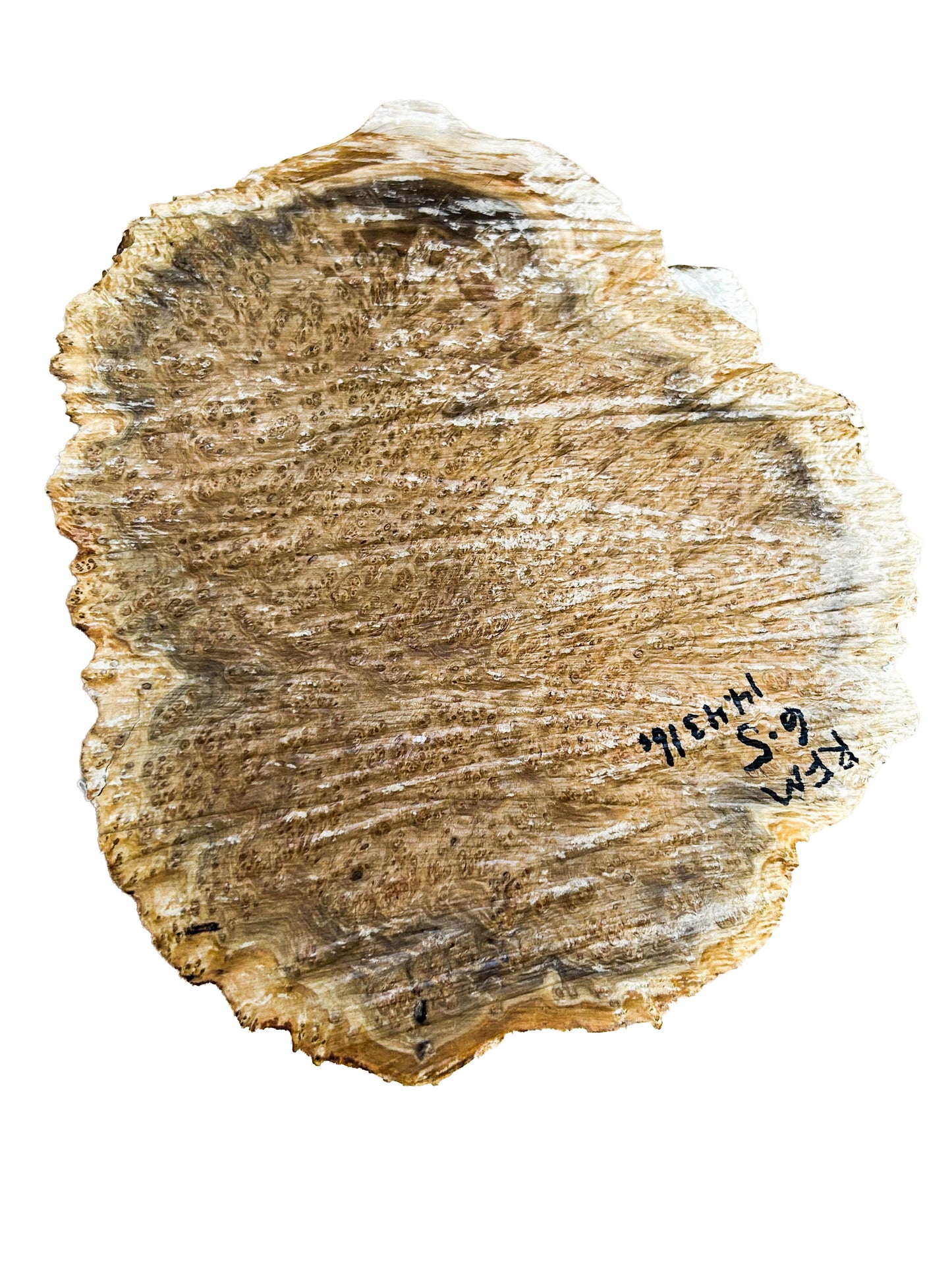 Western Australian Red Fruited Mallee Burl Cap/Bowl Blank - 14" x 10.5" x 4" WE1235