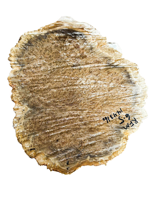 Western Australian Red Fruited Mallee Burl Cap/Bowl Blank - 14" x 10.5" x 4" WE1235