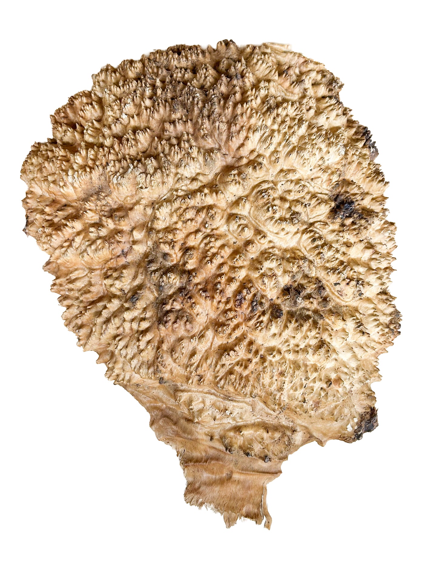 Western Australian Red Fruited Mallee Burl Cap/Bowl Blank - 15.5" x 11.5" x 3" WE1236