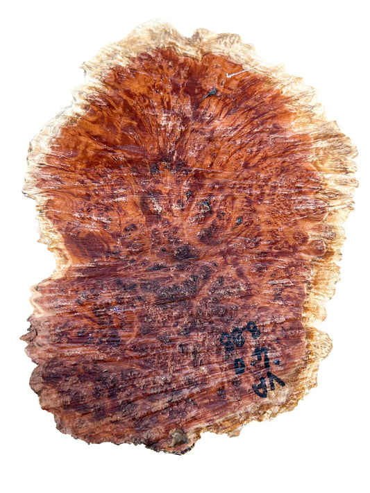 Western Australian Vasticola Burl Cap/Bowl Blank - 13" x 9" x 3.5" WE1237