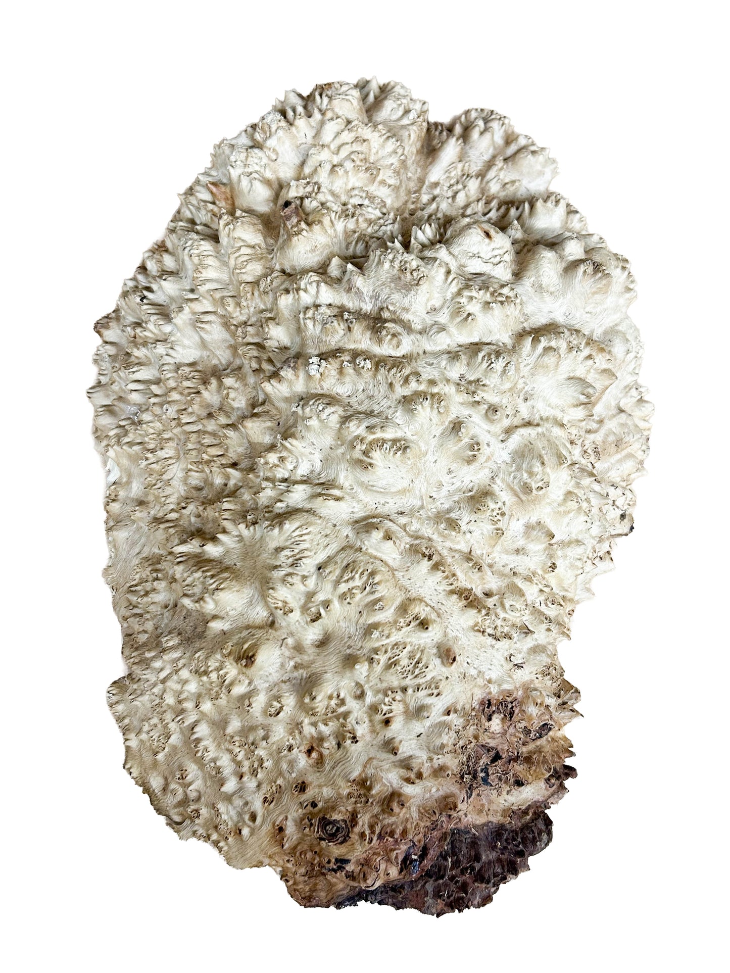 Western Australian Vasticola Burl Cap/Bowl Blank - 13" x 9" x 3.5" WE1237