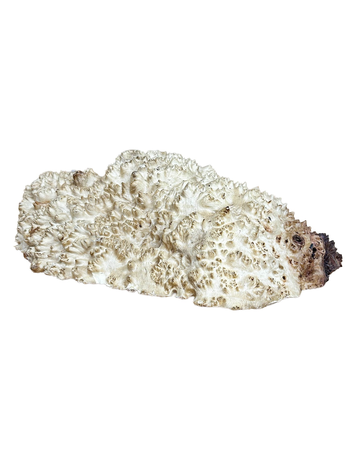 Western Australian Vasticola Burl Cap/Bowl Blank - 13" x 9" x 3.5" WE1237