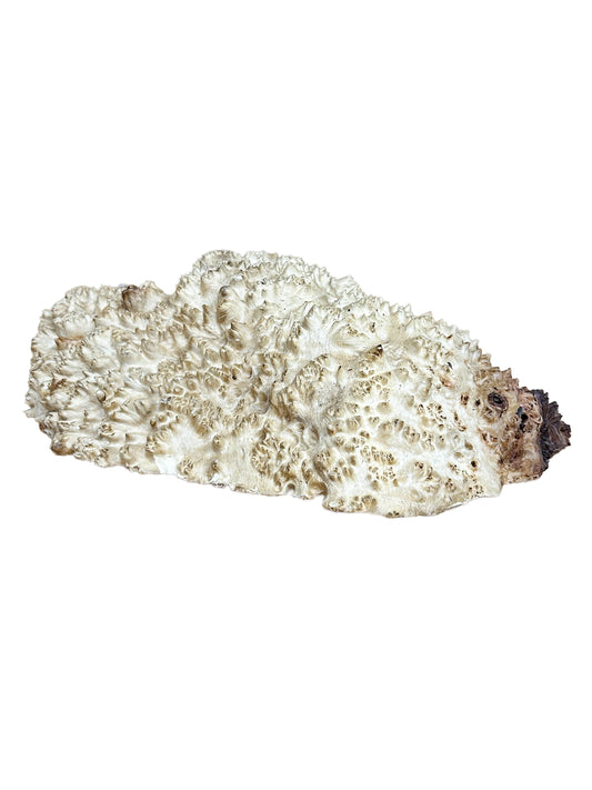 Western Australian Vasticola Burl Cap/Bowl Blank - 13" x 9" x 3.5" WE1237
