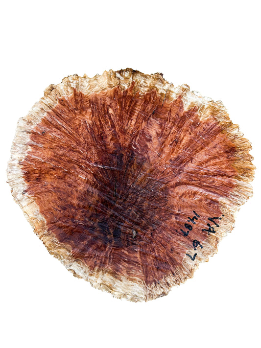 Western Australian Vasticola Burl Cap/Bowl Blank - 11.5" x 11" x 4.5" WE1238