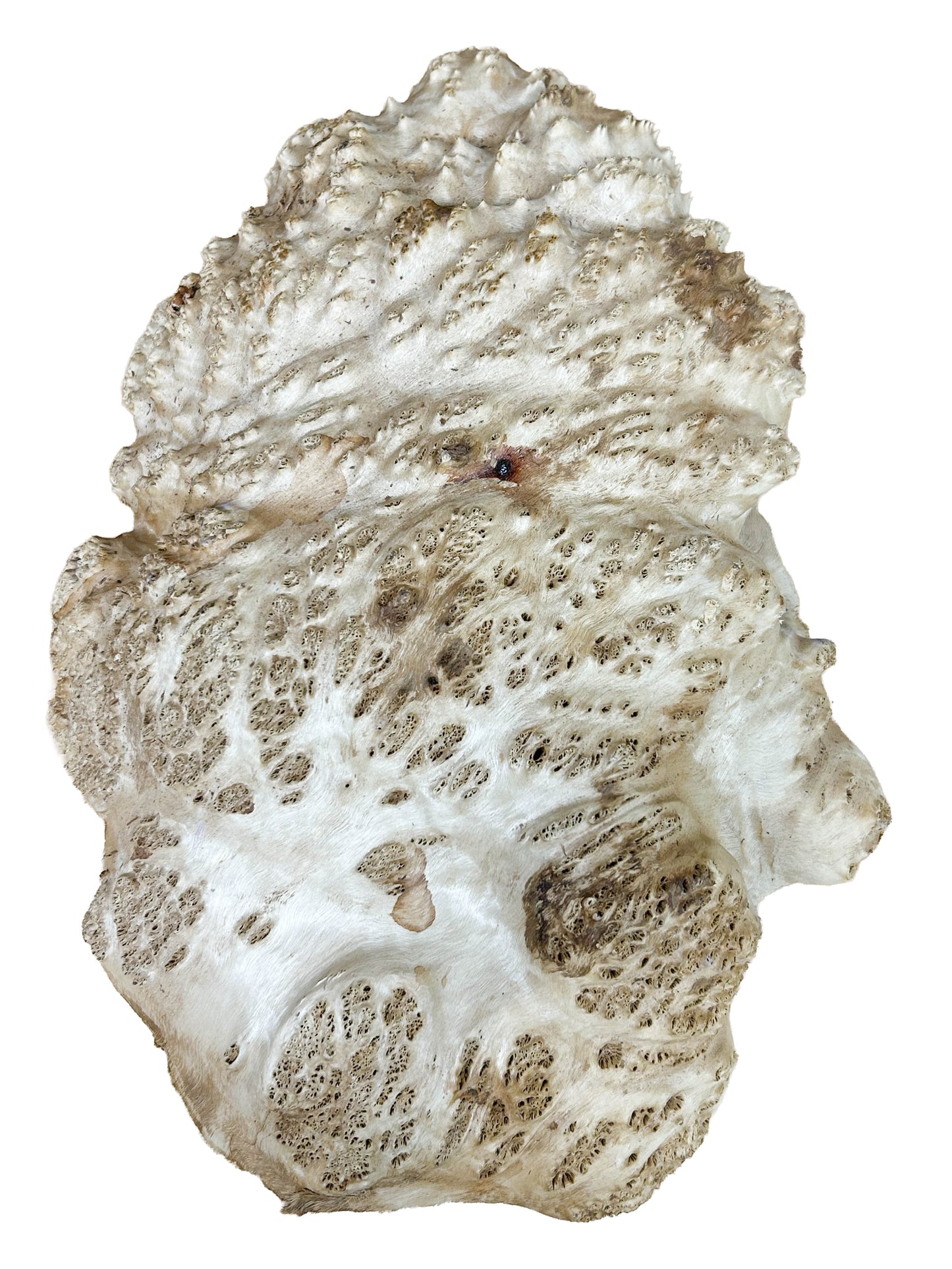 Western Australian York Gum Burl Cap/Bowl Blank - 14" x 10.5" x 4" WE1242