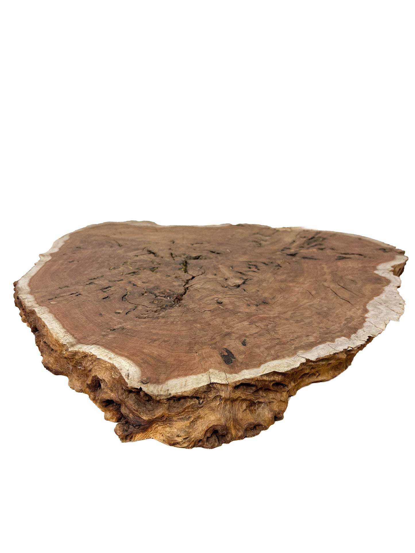 Australian Western Red Burl Slice - 20" x 19" x 1.75" WE1483