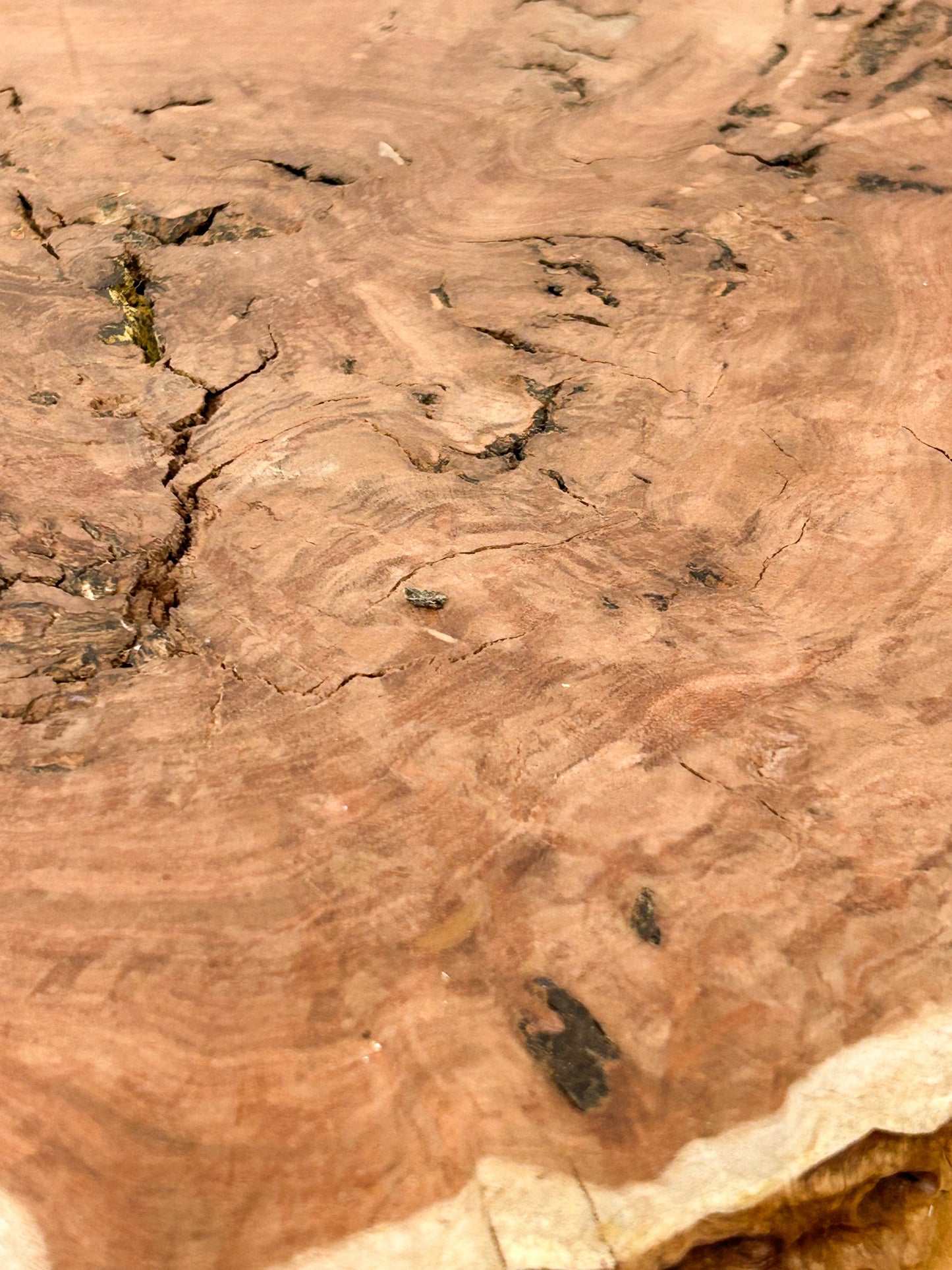 Australian Western Red Burl Slice - 20" x 19" x 1.75" WE1483