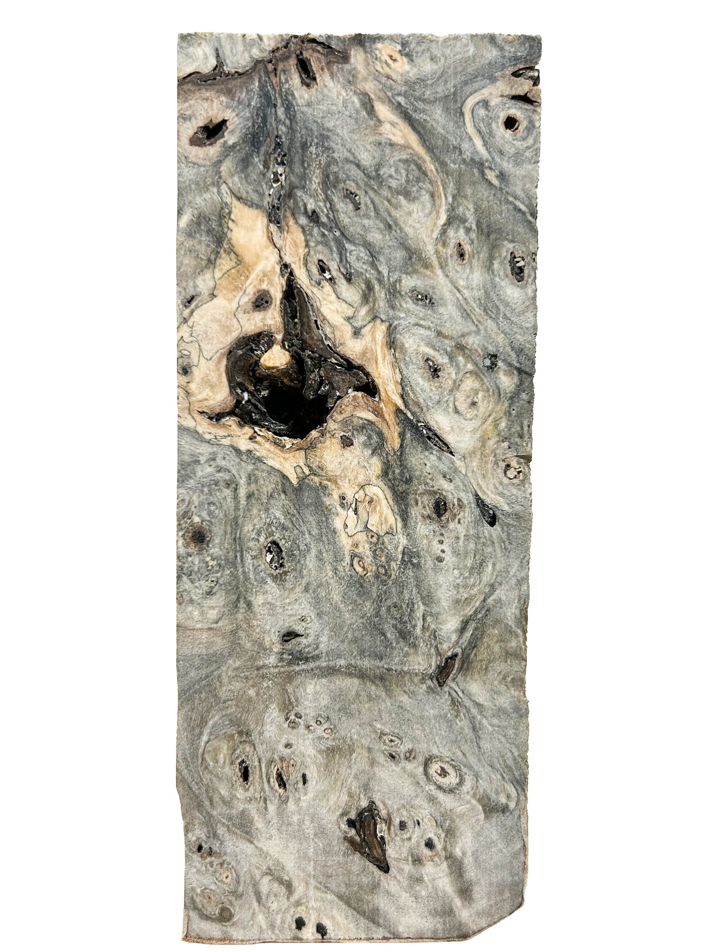 Buckeye Burl, American Stabilized - 6" x 2.25" x 15/16" WE1489