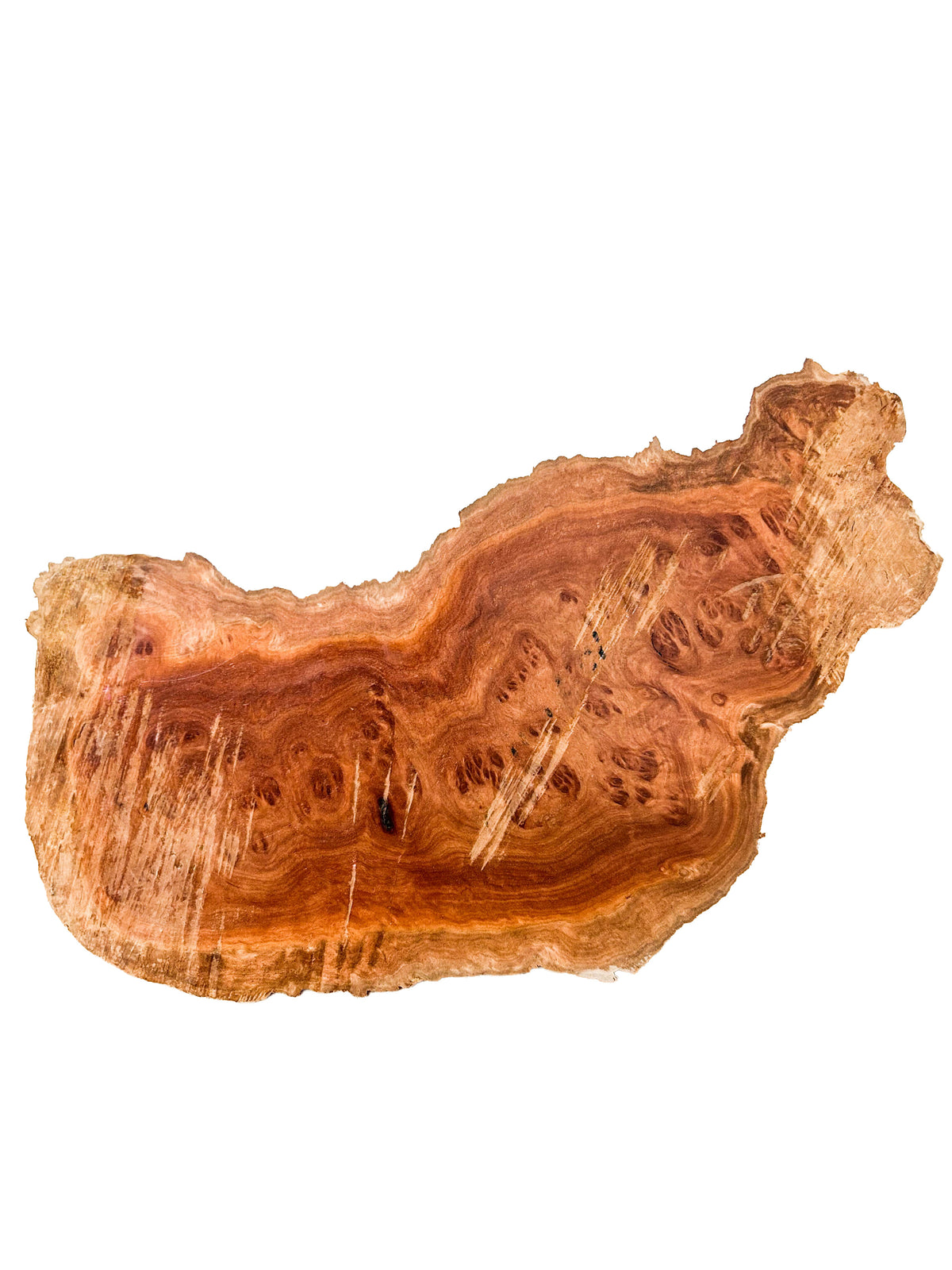 Australian Coolibah Burl Cap - 14" x 7" x 3.5" WE1610
