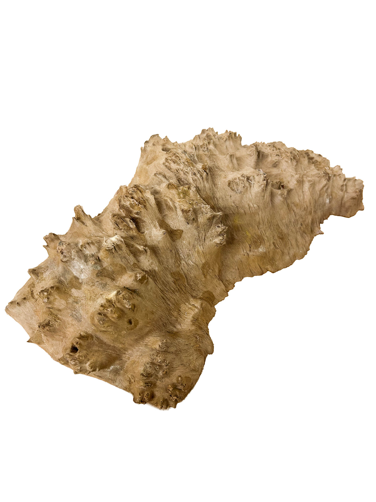Australian Coolibah Burl Cap - 14" x 7" x 3.5" WE1610