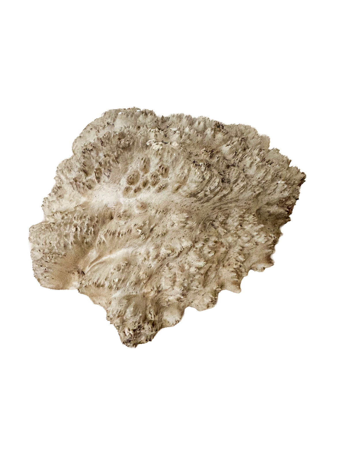 Australian Red Mallee Burl Cap - 12" x 10" x 4" WE1611