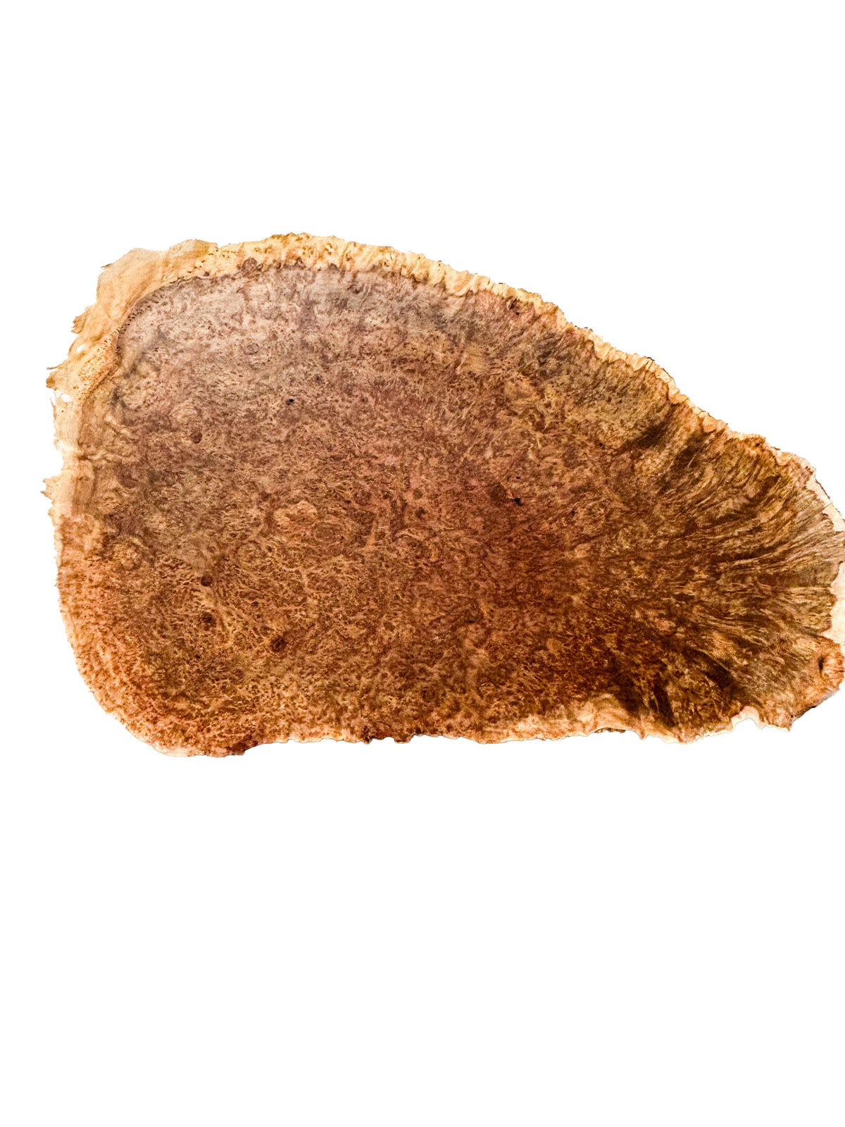 Australian Yellow Box Burl Cap - 12" x 7.5" x 2.5" WE1612