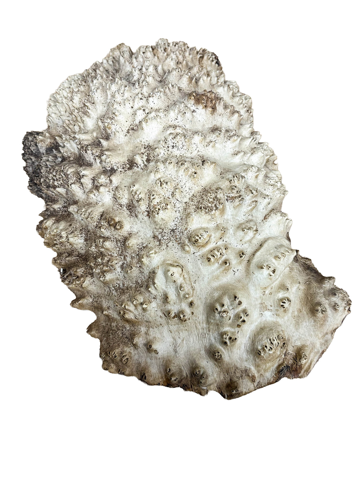 Australian Yellow Box Burl Cap - 14" x 8" x 3.5" WE1613