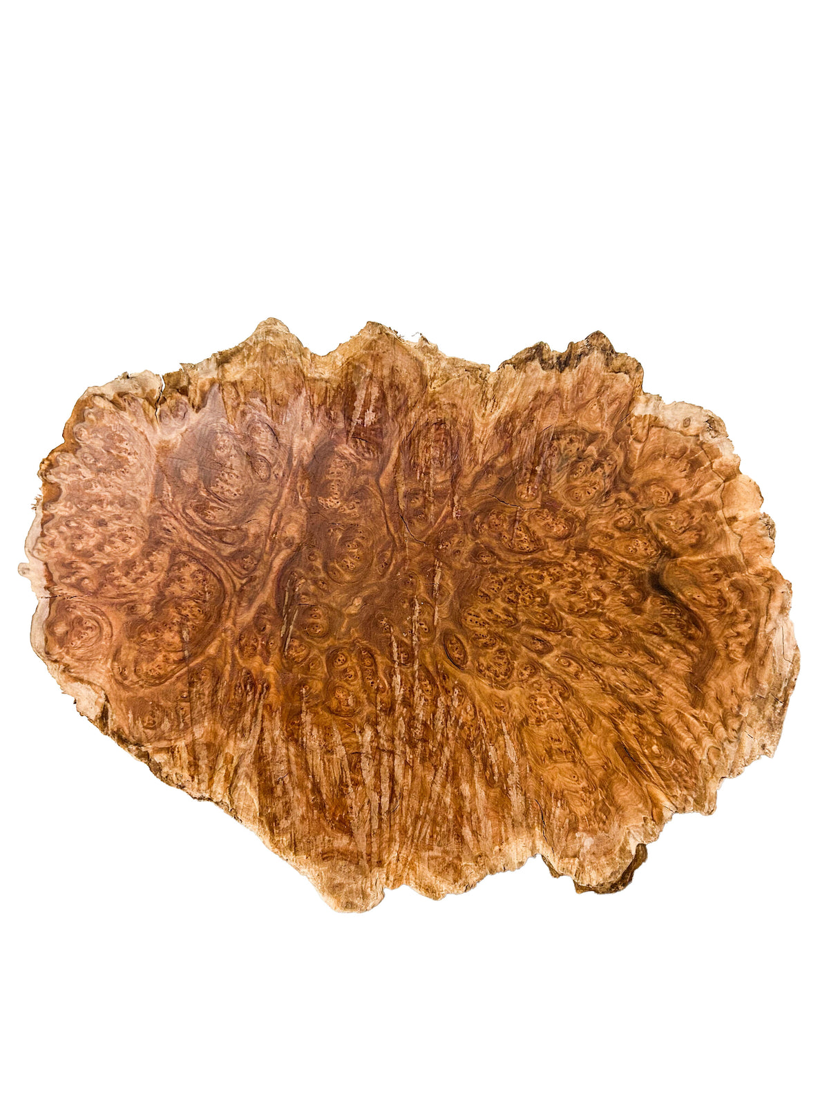 Australian Rib Fruited Mallee Burl Cap - 14" x 10" x 4.5" WE1614