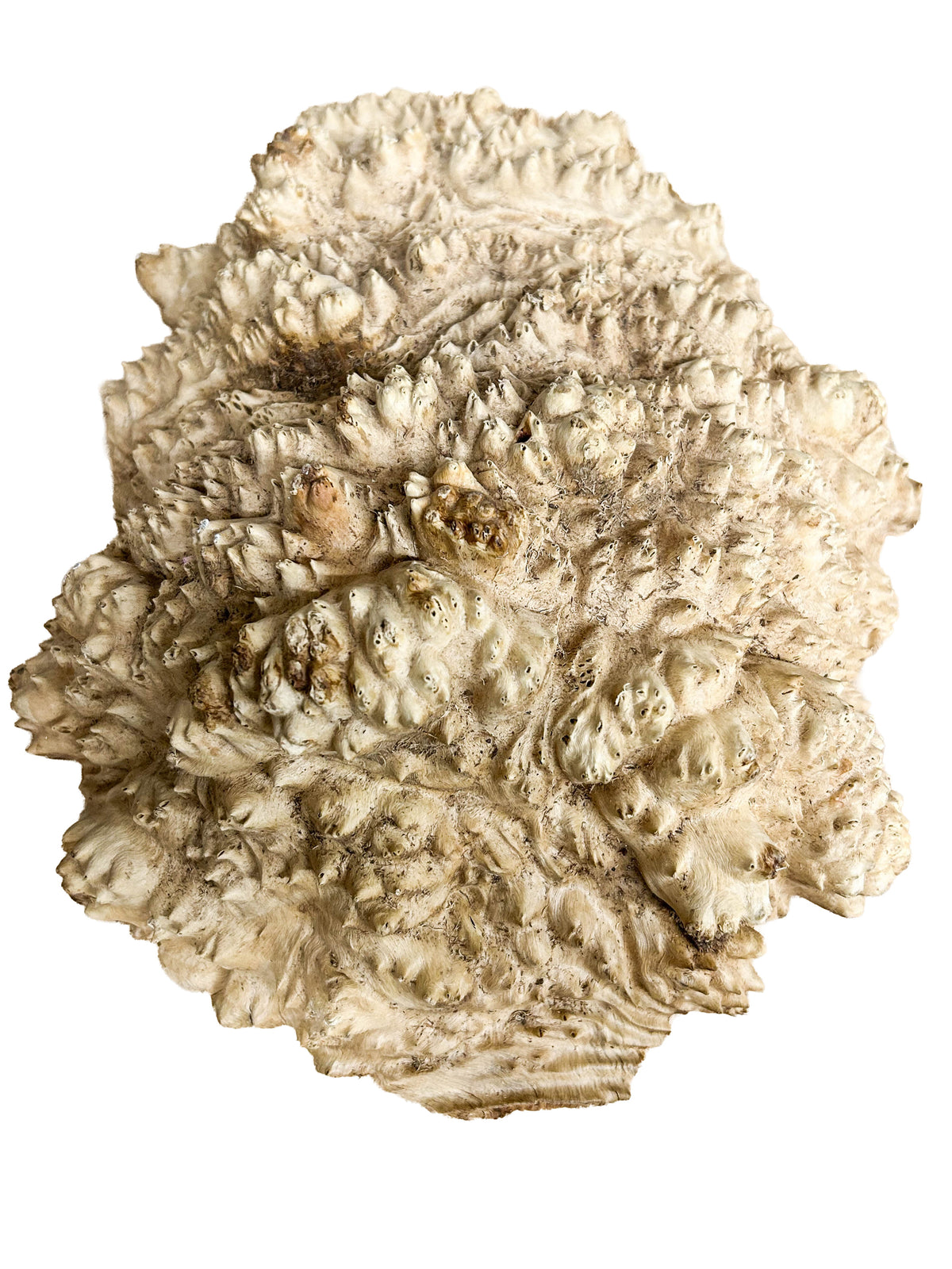 Australian Rib Fruited Mallee Burl Cap - 14" x 10" x 4.5" WE1614